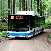 Ein Bus der Harzer Verkehrsbetriebe ist auf einem Waldweg unterwegs