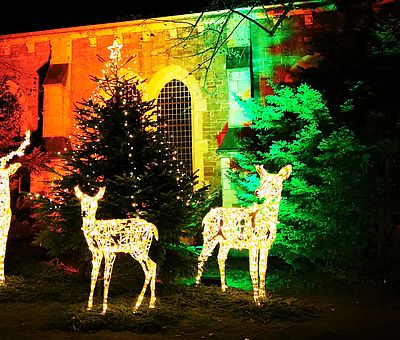 Lichterkirche in Wernigerode zum Weihnachtsmarkt - Beleuchtete Tiere