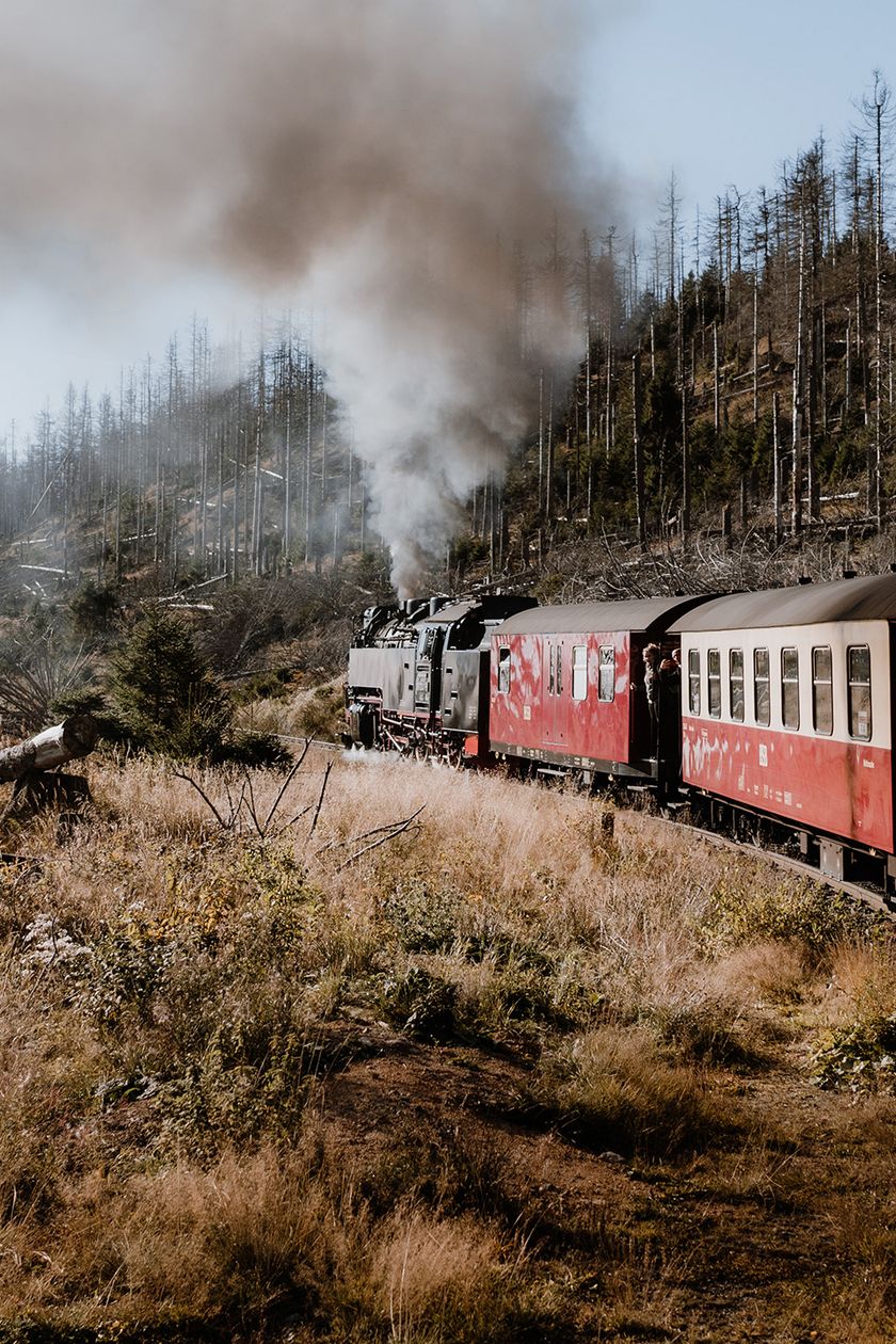 Ein Zug der Harzer Schmalspurbahnen fährt in einer Rechtskurve durch den herbstlichen Wald Richtung Brocken im Harz.