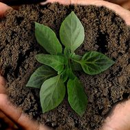 Zwei Hände halten Erde in der eine grüne Pflanze wächst